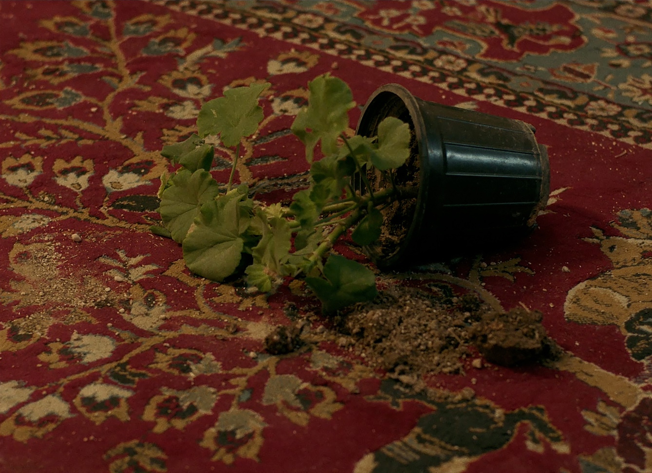 Een omgevallen zwarte bloempot ligt op een rood tapijt, met verspreide aarde en groene bladeren die eruit vallen.